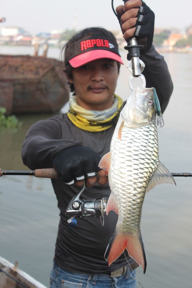 RAPALA............ RAPALA Shad Rap 7 สีเทพ ฝุดๆๆๆ ALB......ปลาสร้อย......กัดไม่ยั้งเต็มๆคำครับ ทุกท่