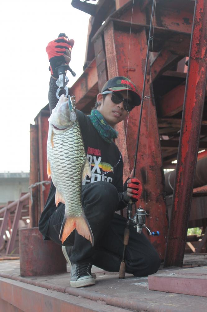 ..............มุมไหนก็โดน..........ครับกัดดีมากๆๆๆครับ.....วันนี้ครับ   RAPALA Shad Rap 7 สีเทพ  ...