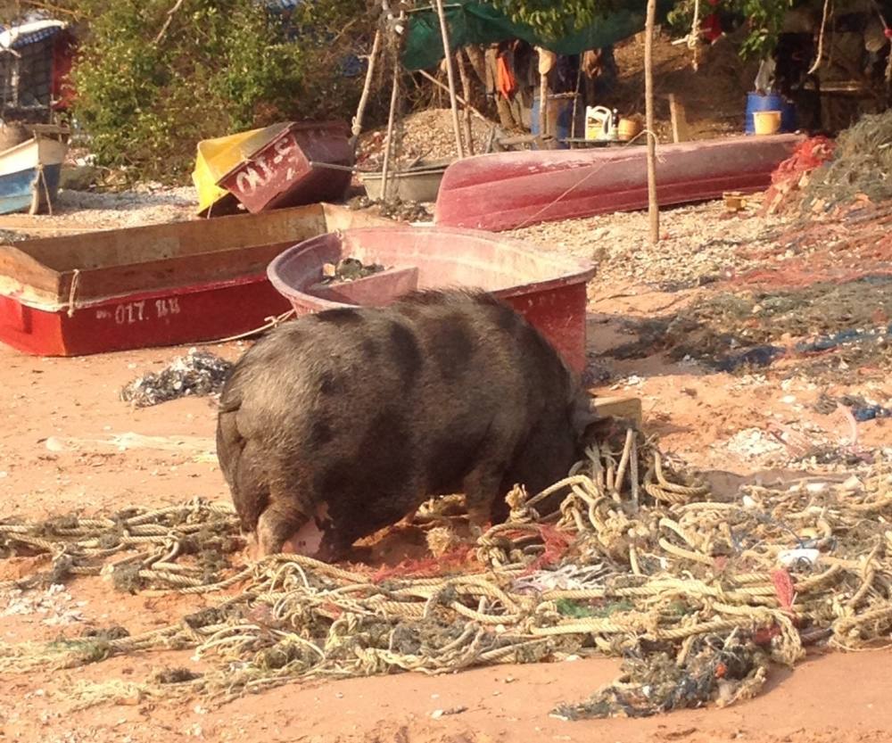 หมูทะเล  เห็นอ้วนๆ แบบนี้ วิ่งเร็วนะครับ  :laughing: :laughing: :cool: