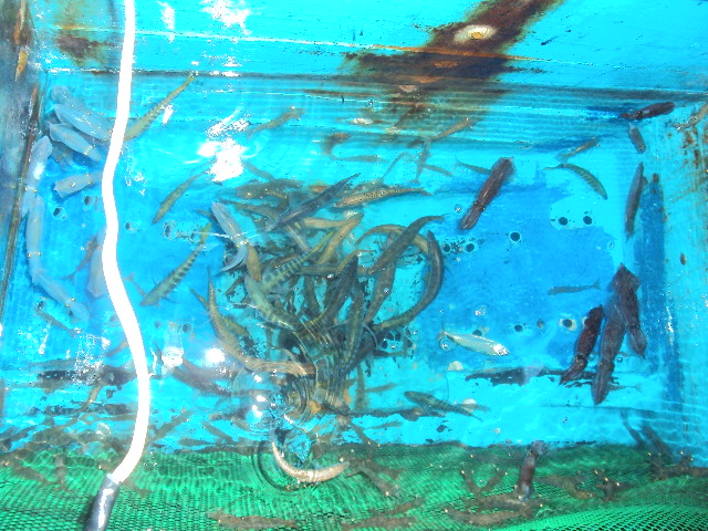 ชุลมุนกันน่าดูทั้งหมึกทั้งปลาทั้งกุ้ง น้องซันอุตส่าวิ่งไปเอากุ้งเป็นถึงเกาะยอ สงขลาสรุปกุ้งได้ต้มยำเ