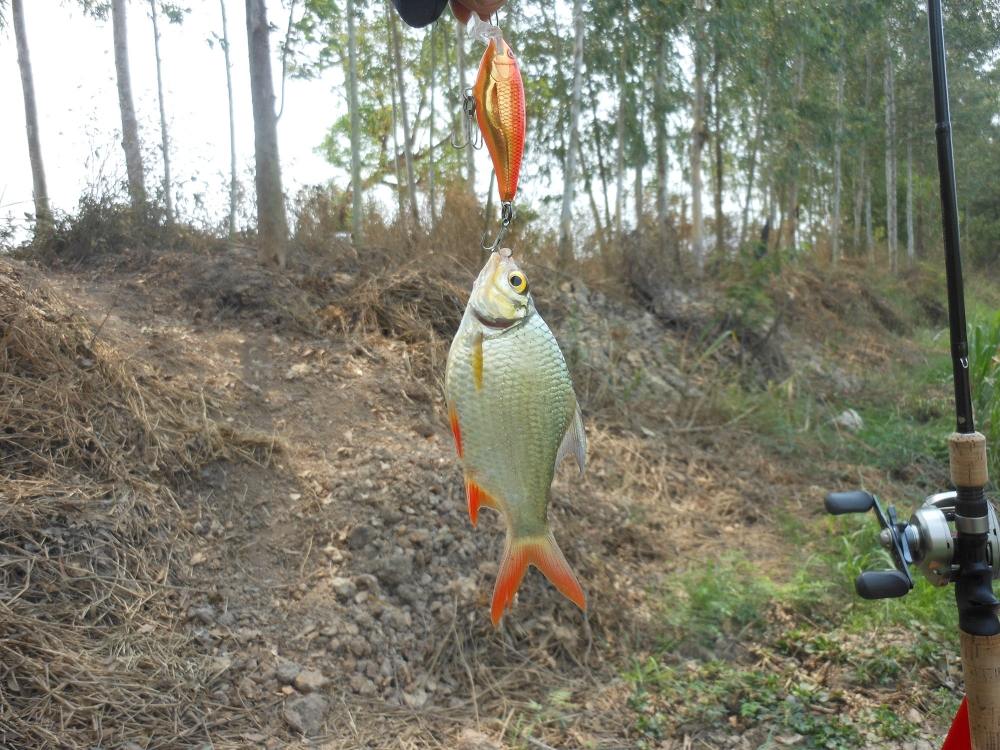 ดูชัดๆครับมันงับ RAPALA 5 ซม. โหดไปมั้ยเนี้ยะ  :cool: :cool: :cool: :cool: :cool: :cool: :cool: :coo