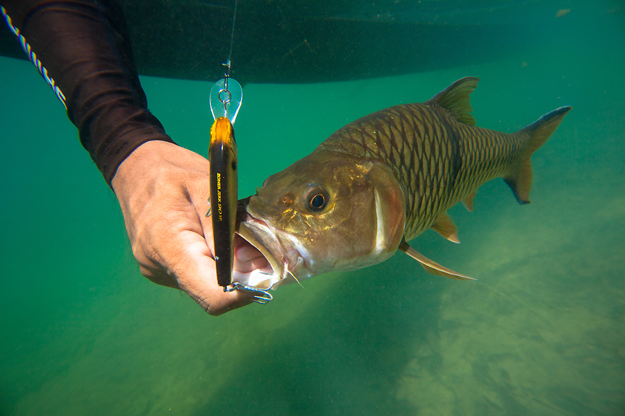 พอตื่นขึ้นมาก็ได้เวลาบ่าย3โมงก็ตกปลาต่อครับ เหยื่อตัวนี้ Major Craft ZONER JERK BAIT 90