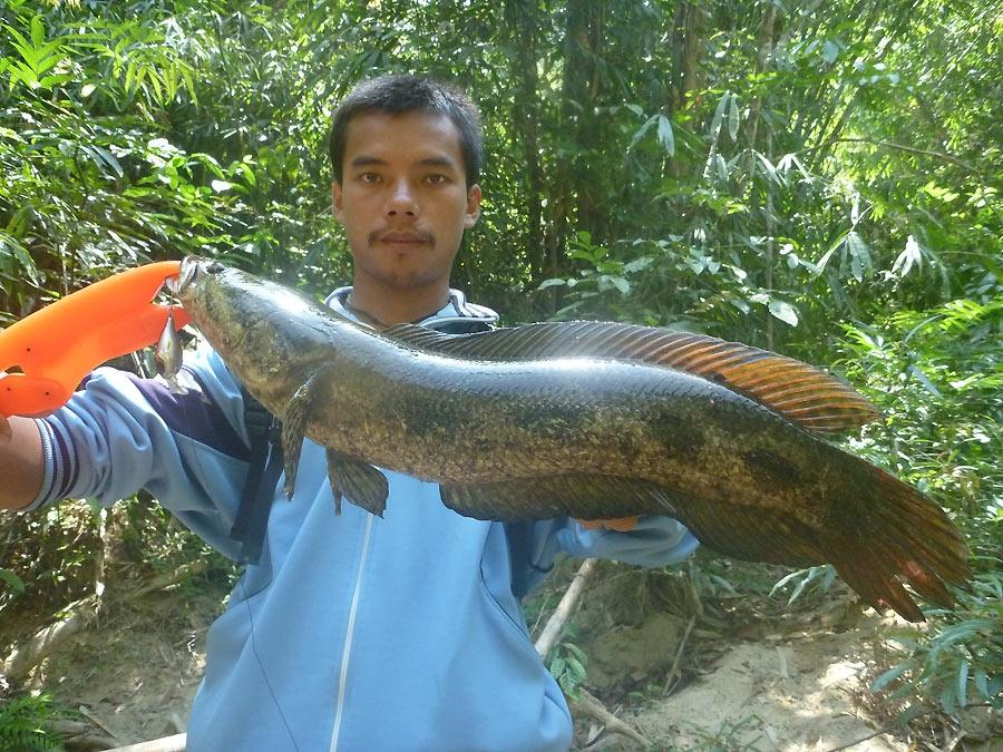 ปลากระสงครับ เหยื่อ Major Craft ZONER crank 40ss 