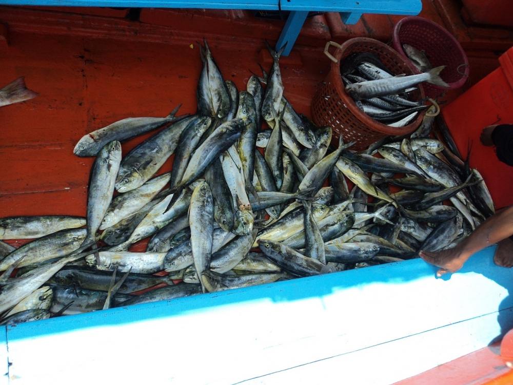 ปลาอีโต้