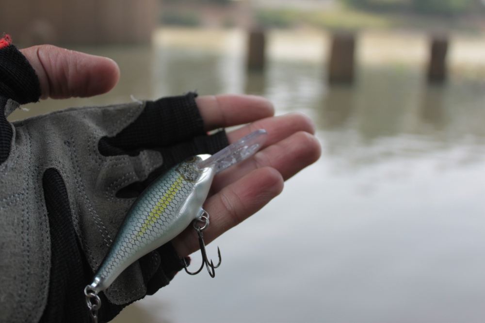  :cheer: :cheer: :cheer: :cheer         :RAPALA Shad Rap 7 : ALB...............
 :cheer: :cheer: :c