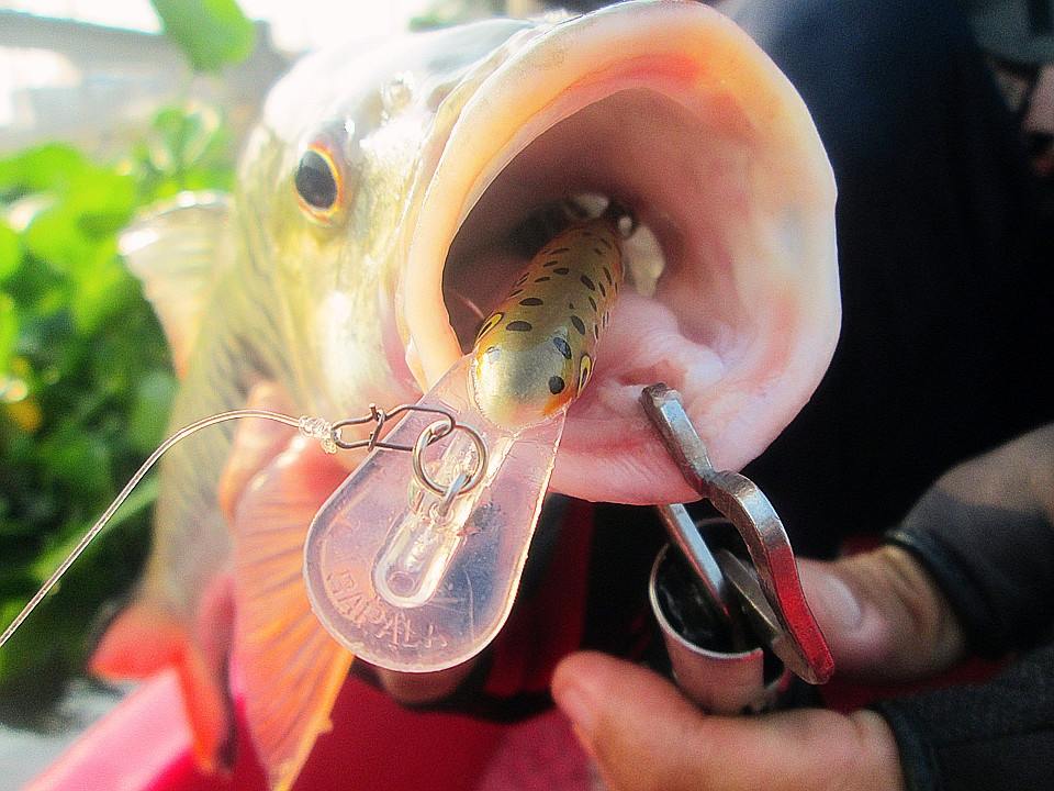 ลองกันดูนะครับ Rapala minnow rap  อิกหนึ่งทางเลือกสำหรับปลาเเม่น้ำ