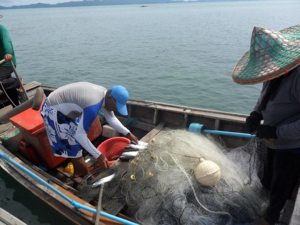 ร่วมครึ่งวันยังไม่เจอปลาเนื้อดีเลยซักตัว กลัวแห้วอะ เลยมีการบุกปล้นเรืออวนปลากระบอกเผื่อใว้กันแห้ว :