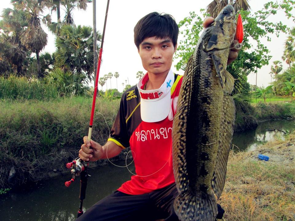                                                                                          Rapala Shad