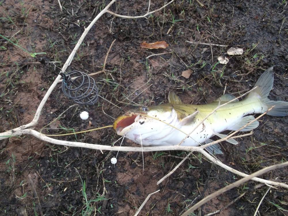  นี่เป็นปลากดเหลือง ไซด์  โล  ที่มาร่วมเเจมเหยื่อหมักมะขวิดที่ลงหน้าดินครับ. ก็พอไม่เหงา.