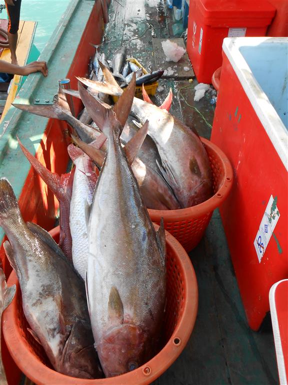 ชายร่อง ป่าตองกับไต๋มงเรือ Chok.kanlaya.fishing