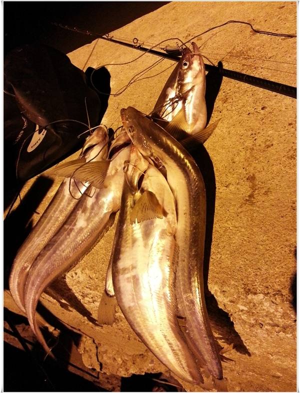 ....เจ้าพระยา Night Fishing....