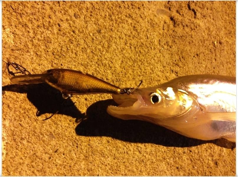  [center]ปลาแดงขนาดกำลังทอด กัด RAPALA SHAD RAP สีทองเข้าเต็มๆ[/center]