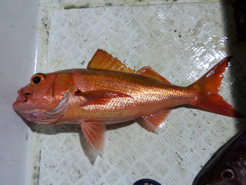 สีทอง