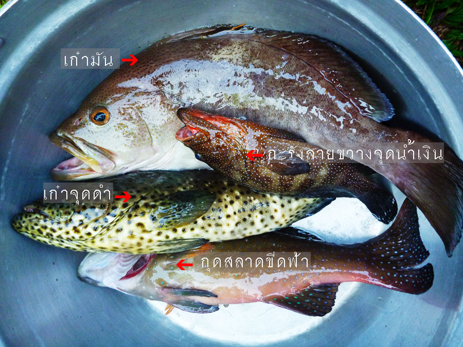  [center]เลือกปลาบางส่วนที่ตกได้ให้ครัวทำมื้อค่ำ อ่างนี้ฝีมือลำพี่วิทย์[/center]