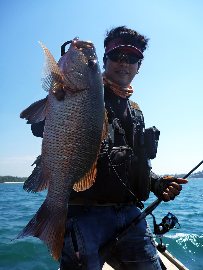  [center]เป็นแดงเขี้ยวตัวสวย

กะพงแดงเขี้ยว Mangrove Jack จากแนวผาหิน[/center]