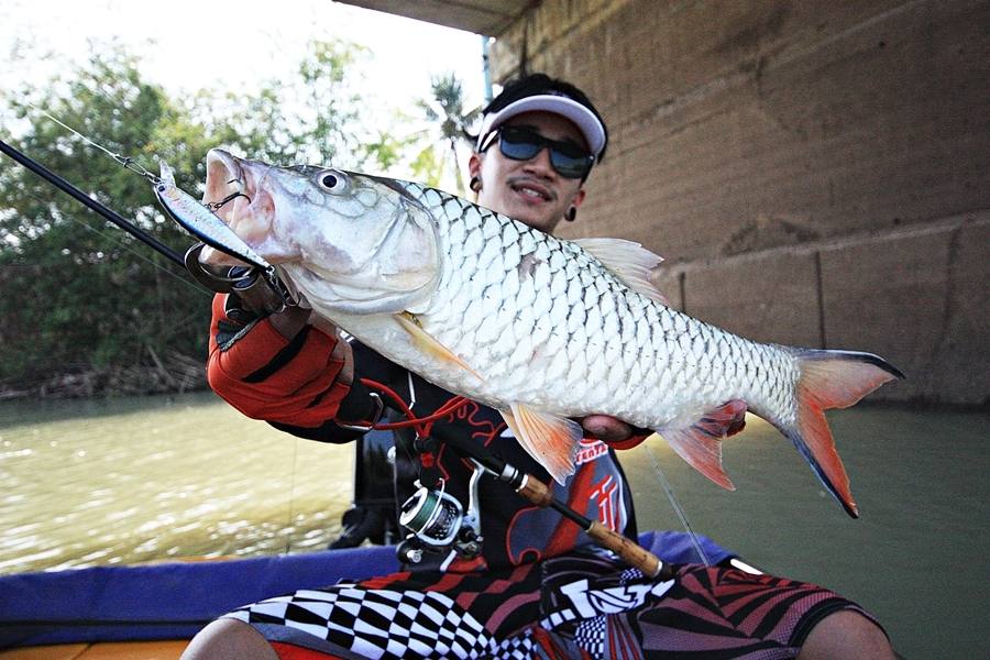 

 [center] [b]" Fishing Trip Chaophaya River  "

Fish : ปลากระสูบ ( Hampala )
Rod : Sakura A