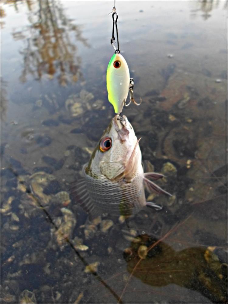 
 [center]Lure : Tackle House - SHORES Sinking Pool Shad 41mm 4g  

สีขาวหลังเหลืองหัวเขียว ตามภา