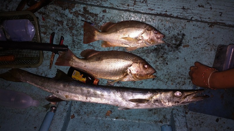 คืนนี้เราเฝ้าปลากันเที่ยงคืนก็กลับครับ   ได้ปลาสามตัว  ก็เข้าบ้านนอน ช่วงนี้คลื่นลมไม่แน่ไม่นอน ก็ยั