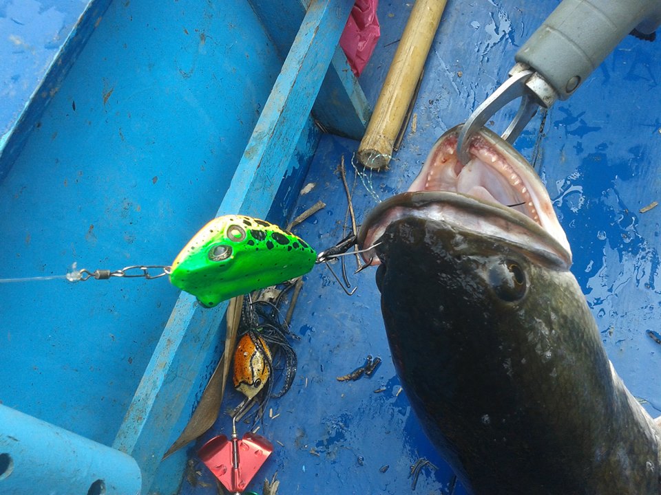 ทางน้านุกูล บอกกบ สตอร์ม ที่ให้ไปโดนแล้วนะ  storm frogga 7 cm  :angry: