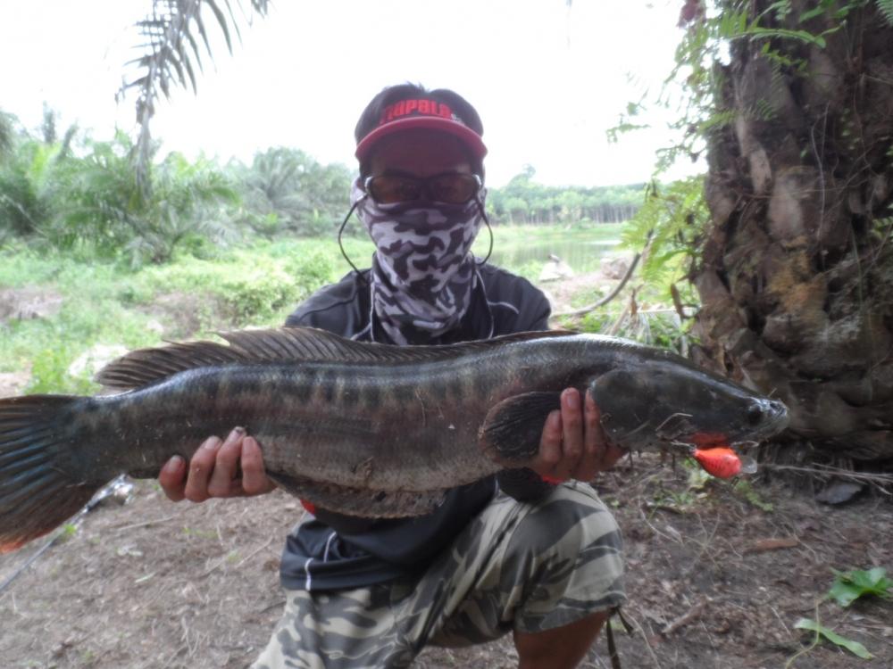 ปลาชะโด 

rod : rapala shadow 

lure: scatter rap crank 5 cm dmn 

 :cool: :cool: :cool: