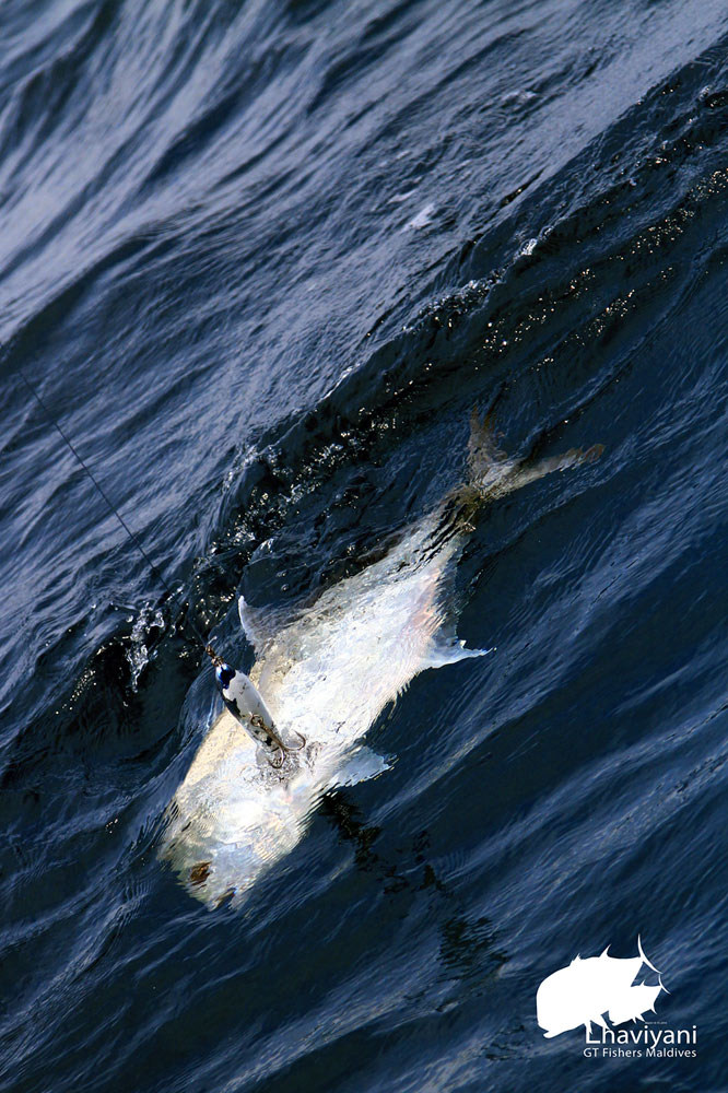 



บนเรือเสียงวิจารณ์ แซ่เซ็ง ถึงขนาดของปลาเงียบลง

เมื่อปลาขึ้นผิวน้ำ


"โดนข้าง" เสียง