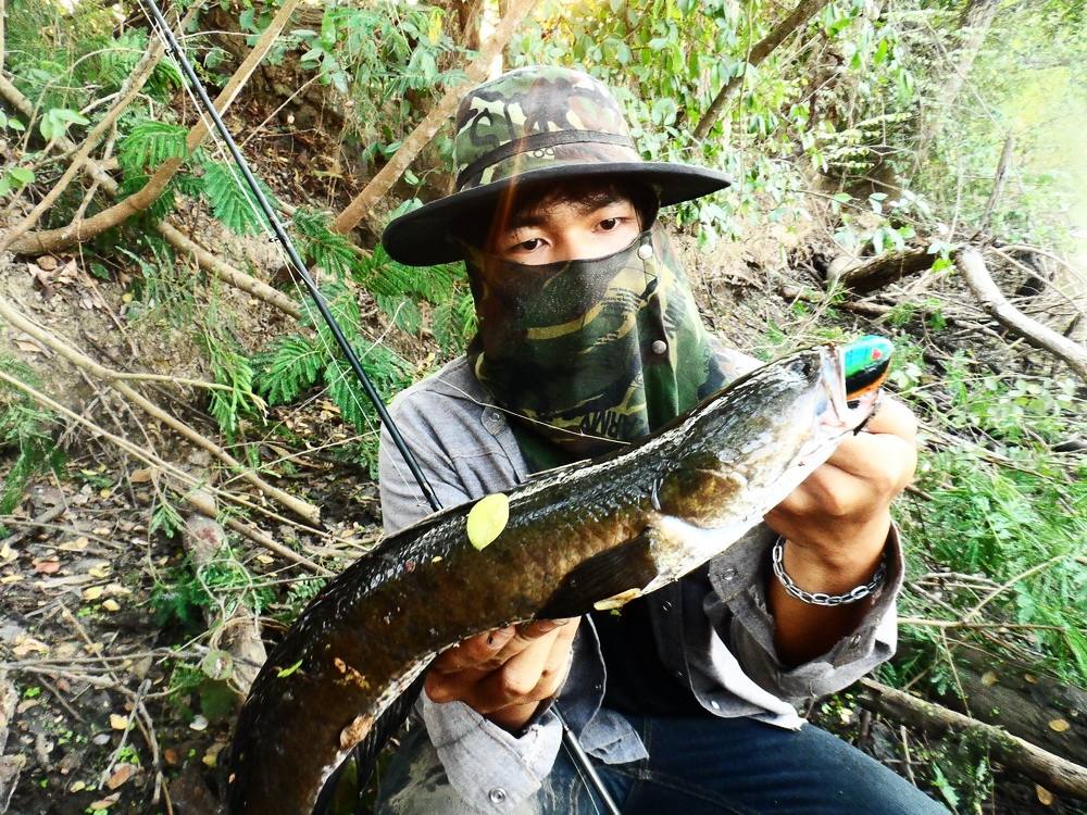 คราวนี้ไม่หลุดครับ.............ตัวใหญ่ทีเดียวครับ         :umh: :umh: :umh: