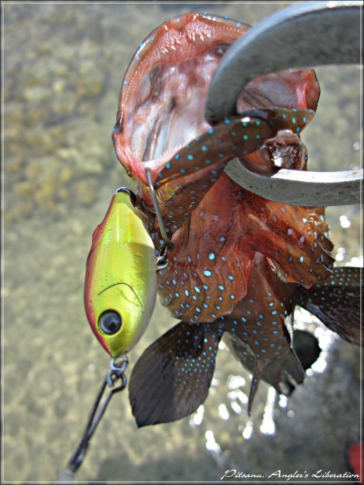
 [center]ตัวนี้กัดเหยื่อ Tackle House - SHORES Sinking Pool Shad 41mm 4g[/center]

