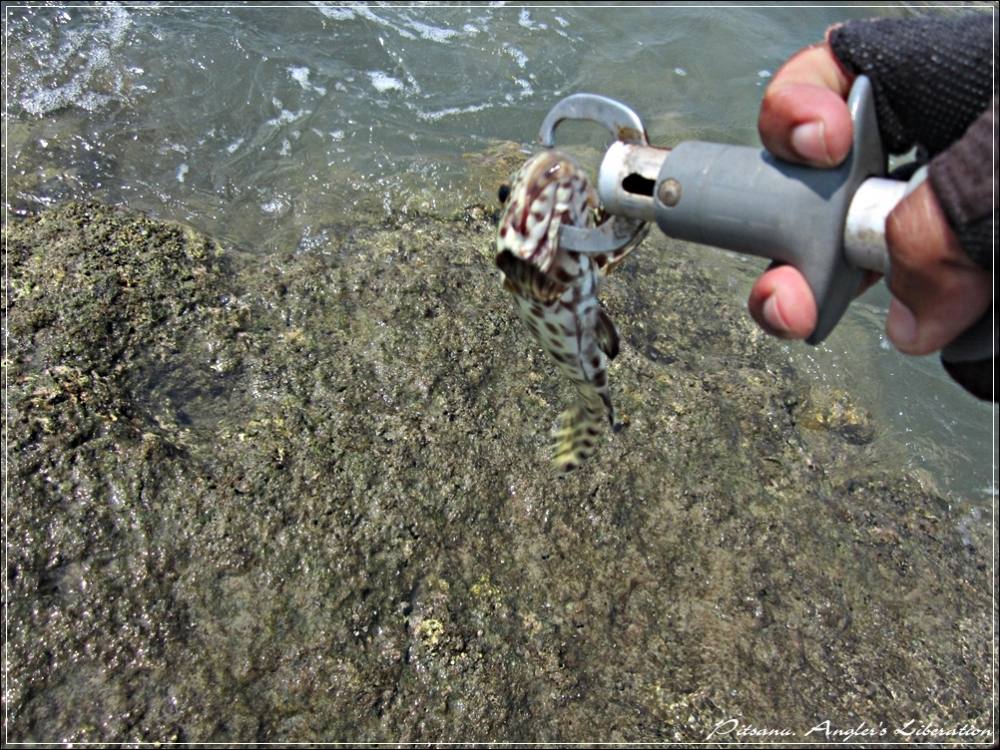 
 [center] [b]................. Catch & Release...............[/b][/center]

