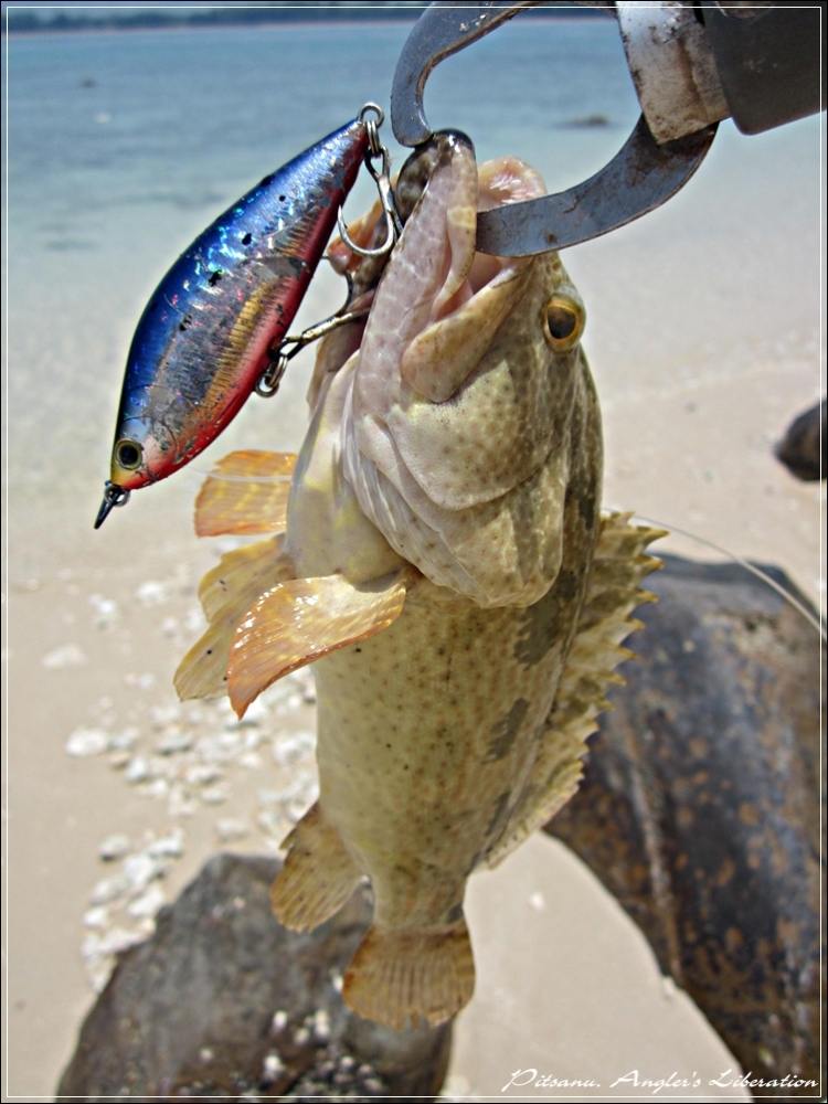 
 [center]ตัวนี้ก็เหยื่อ TackleHouse RDC Sinking Shad  Heavy Weight 23g อีกสีหนึ่ง [/center]

