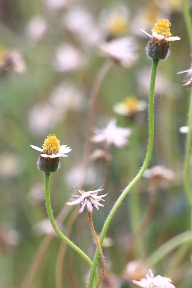  :grin: :grin: :grin:Canon 50 D Sigma 70-300 APO DG Macro ISO 800 F 11 Speed 1/125 บนขาตั้งกล้อง ครั