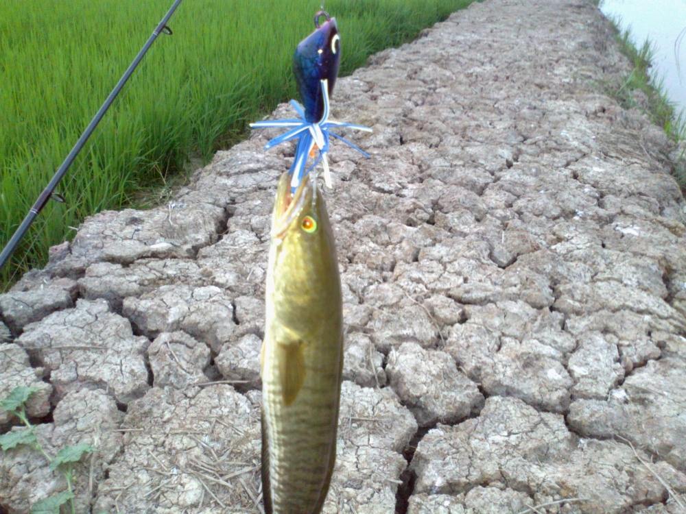 ช่อนแว๊นยังกัด  :laughing: