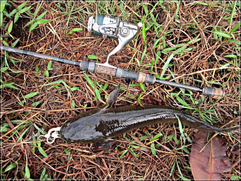 
 [center]เทียบกับอุปกรณ์หน่อย  

[b]ช่อนไซร์ใหญ่ๆ กับ คัน Phenix Ultra MBX ROD UMBX-S700M (Spinn