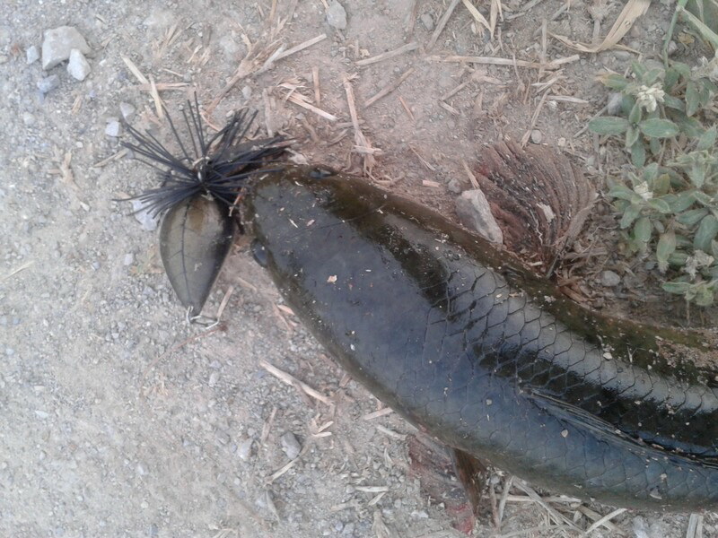 หยดน้ำ DK frog ครับน้าๆ
 :cheer: :cheer: :cheer: :cheer: :cheer: :cheer: