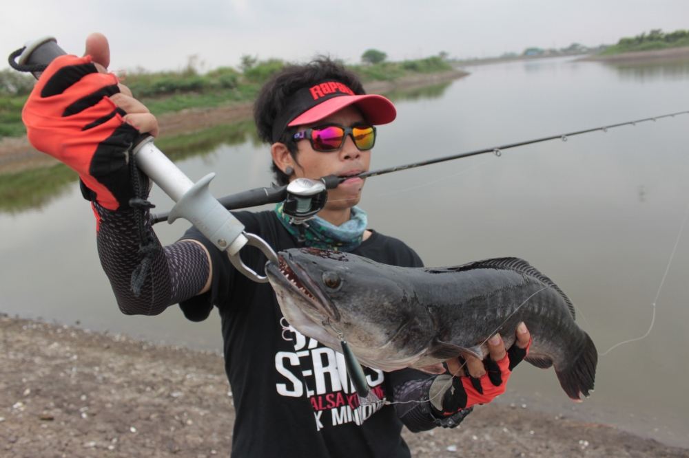 ...............................และแล้วก็ยอม กัดเหยื่อครับ...RAPALA SR 7 ALB....เต็มคำ