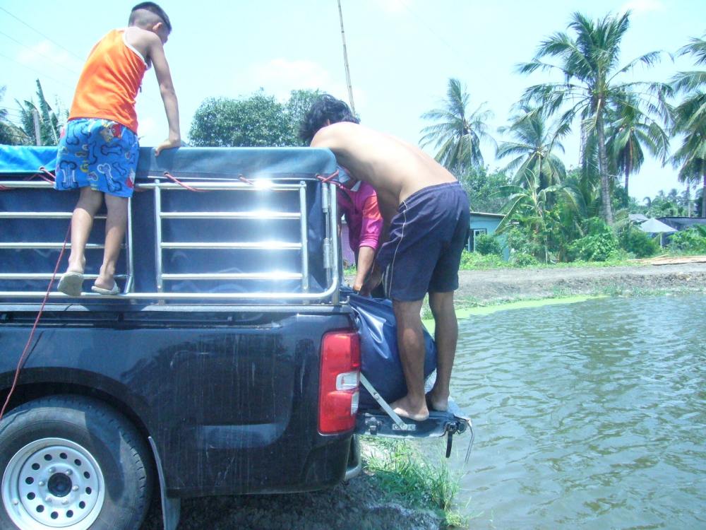 + รถส่งปลามาพอดีเลยครับ + 