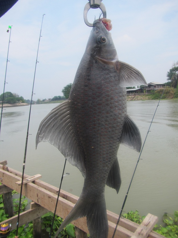 ปลาไทยพันอึด (น้้าป่าสัก)