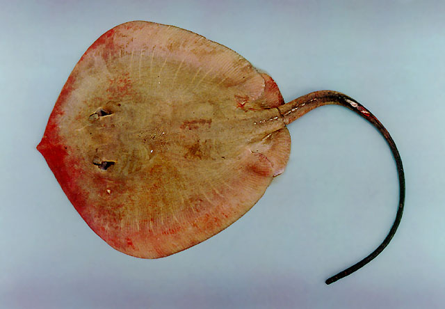 กระเบนแม่น้ำโขง ฝาไล
Dasyatis laosensis  Roberts   Karnasuta,  1987,,	
 Mekong stingray ขนาด 60cm
