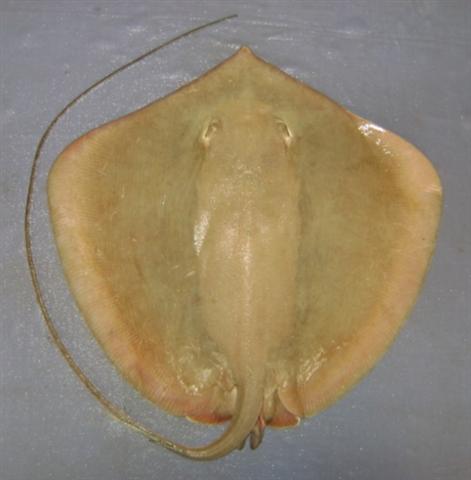 กระเบนบัว
Himantura bleekeri  (Blyth, 1860)	
 Bleeker's whipray 
ขนาด 40cm
พบตามแม่น้ำตอนล่างจน