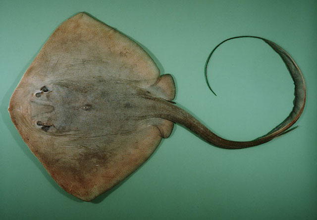 กระเบนธง
Pastinachus sephen  (Forsskål, 1775)	
 Cowtail stingray 
ขนาด 180cm
พบตามแม่น้ำตอ