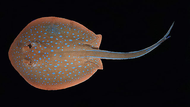 ปลากระเบนทอง
Taeniura lymma  (Forsskål, 1775)	
 Ribbontail stingray ขนาด 30cm
พบตามชายฝั่งท