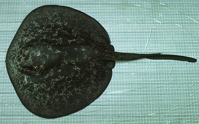 ปลากระเบนหลังดำ กระเบนน้ำ
Taeniura meyeni  Müller   Henle,  1841,,	
 Round ribbontail ray 
ข