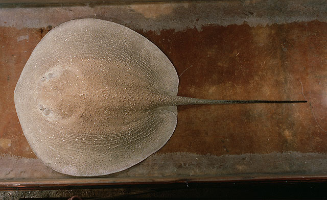ปลากระเบนขนุน
Urogymnus asperrimus  (Bloch & Schneider, 1801)	
 Porcupine ray ขนาด 141cm
พบตามกอง
