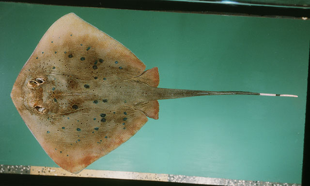 ปลากระเบนจุดฟ้า
Neotrygon kuhlii  (Müller & Henle, 1841)	
 Blue-spotted stingray ขนาด 70 cm
