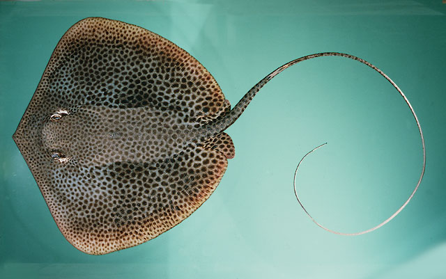 ปลากระเบนลายเสือ
Himantura uarnak  (Gmelin, 1789)	
 Honeycomb stingray 
ขนาด 180cm
พบบริเวณใกล้ป