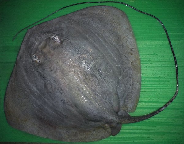 กระเบนหางแซ่
Himantura fai  Jordan  &  Seale,  1906	
 Pink whipray ขนาด 180cm
พบตามพื้นทรายใกล้แน