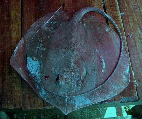 ปลากระเบนหัวแหลม
Dasyatis zugei  (Müller & Henle, 1841)	
 Pale-edged stingray ขนาด 30cท
พบตา