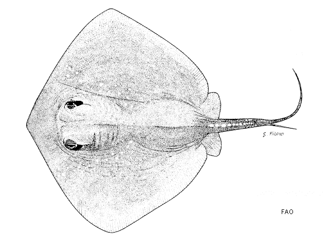 ปลากระเบนหางสั้น
Dasyatis brevicaudata  (Hutton, 1875)	
 Short-tail stingray 
ขนาด 350cm
เป็นปลา