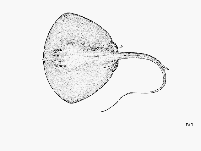 ปลากระเบนผิวน้ำ
Pteroplatytrygon violacea  (Bonaparte, 1832)	
 Pelagic stingray 
ขนาด 150cm
พบใน