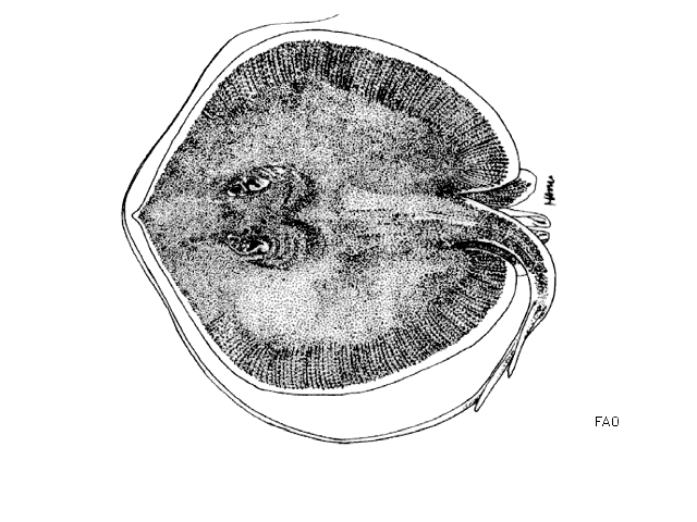ปลากระเบนขาว
Himantura signifer  Compagno   Roberts,  1982,,	
 White-rimmed stingray ขนาด 60cm
พบ
