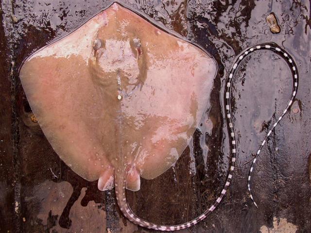 ปลากระเบนจุดขาว
Dasyatis bennettii  (Müller & Henle, 1841)	
 Bennett's stingray ขนาด 40cm
พ